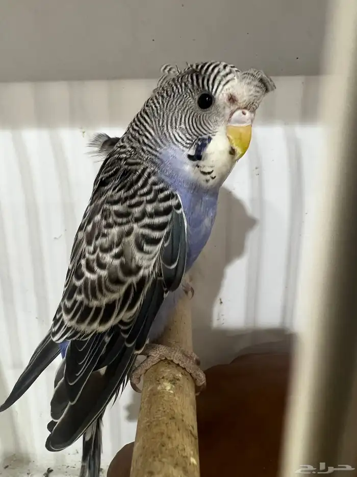 بلاك فيس سبلت هوقو 6