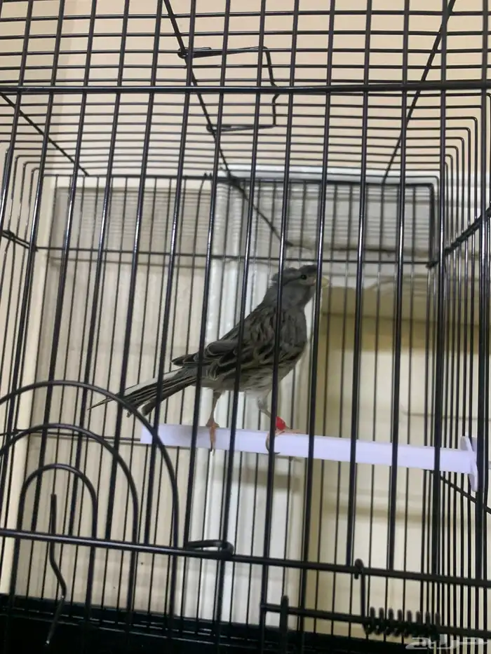 كناري تغريد 1