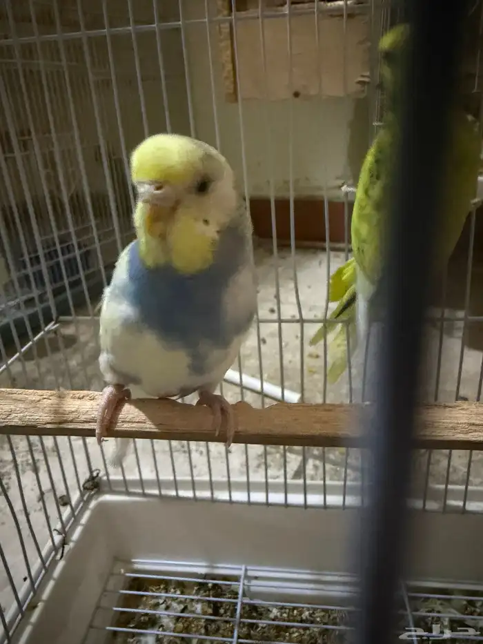 فروخ بادجي للبيع 17