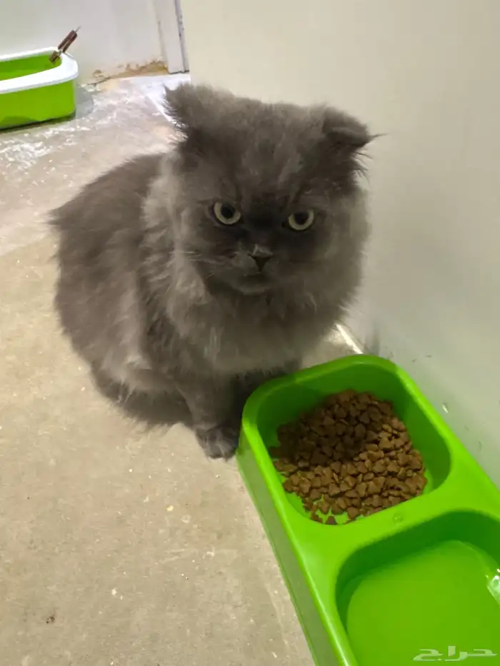 قطه سكوتش و شيرازي هجين 2