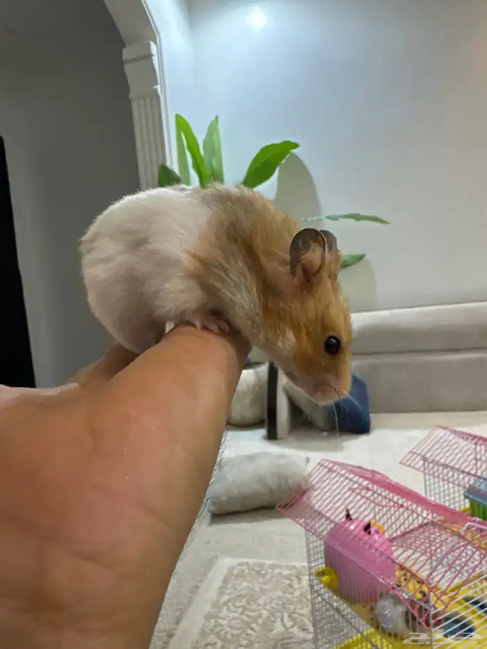 هامستر للبيع 2