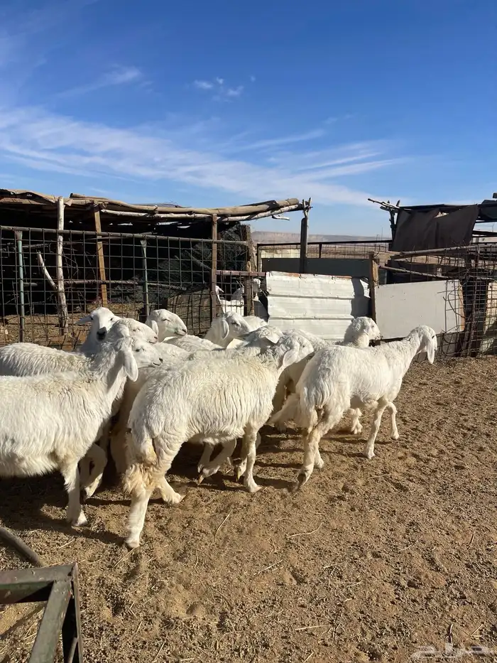 تم البيع رخال حرش مراح واحد صنف 14