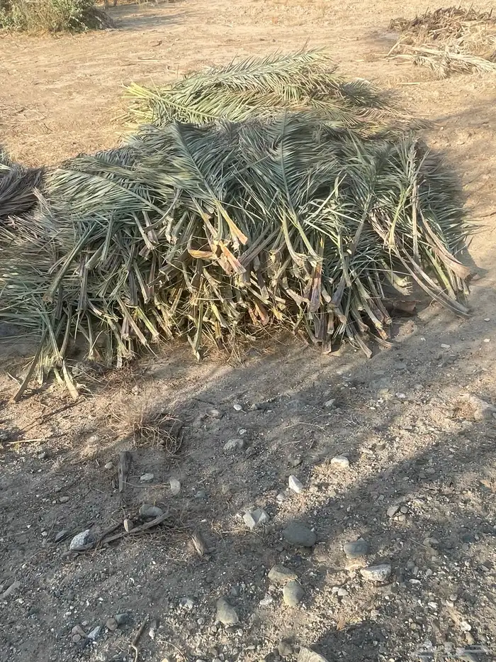 سعف صريف وجريد نخل للبيع 0