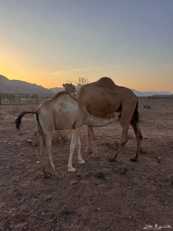 بكره وقعود 2