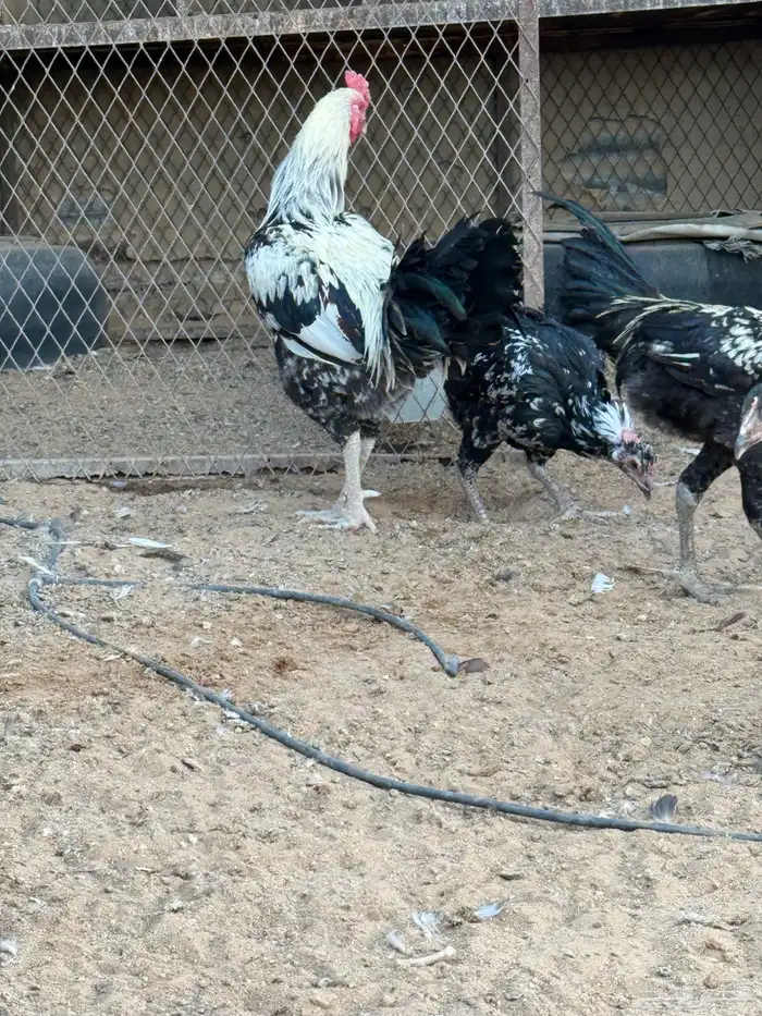 دجاج باكستاني 3