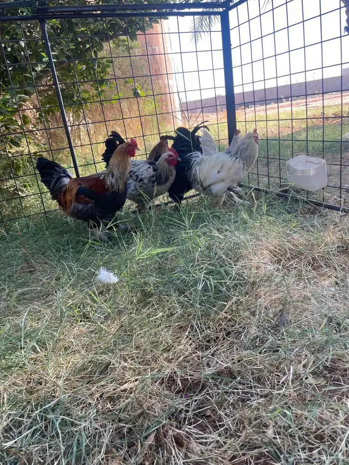 ديوك للبيع 0