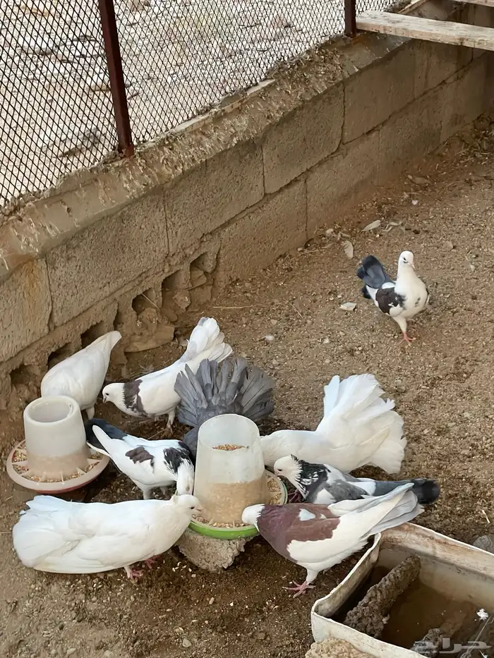 حمام رقاص وحمام هجين رقاص وايراني 4