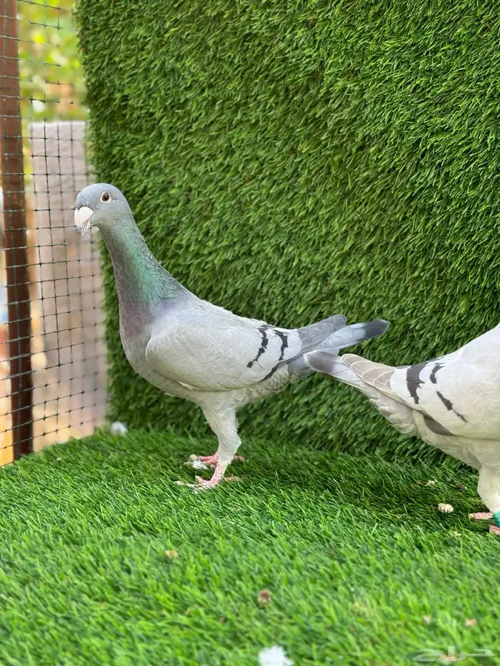 للبيع حمام هومر 4