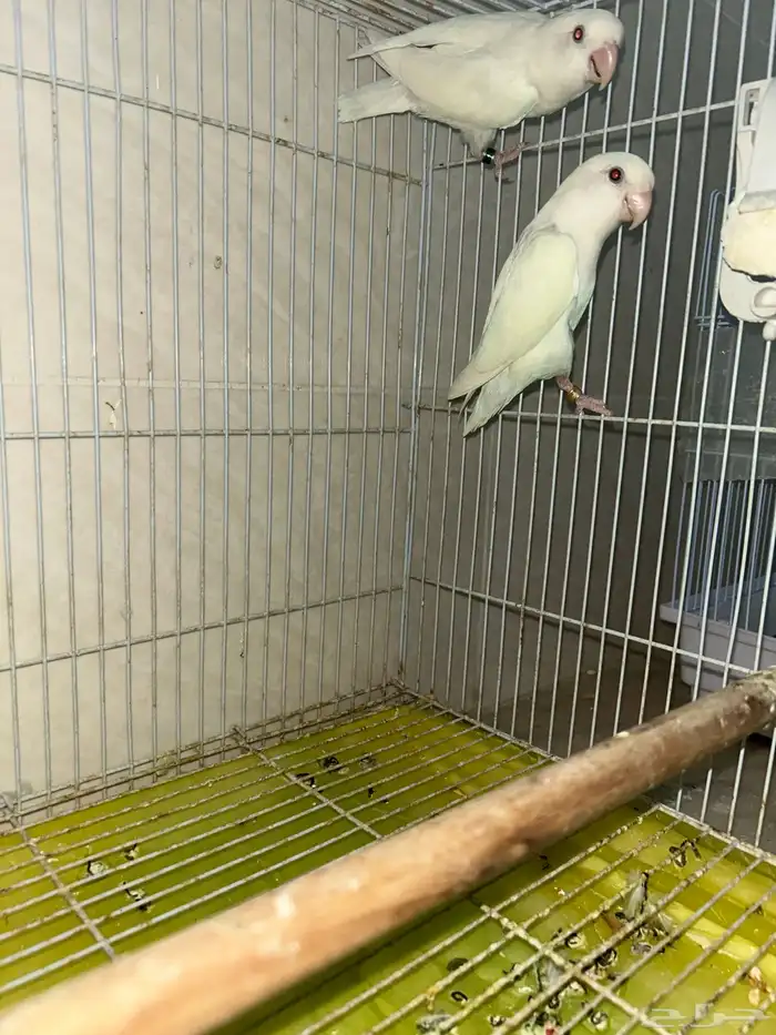 جوز روز منتج 3