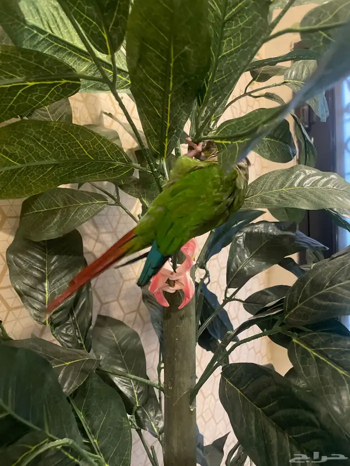 ببغاء كنيور قرين شيك 1