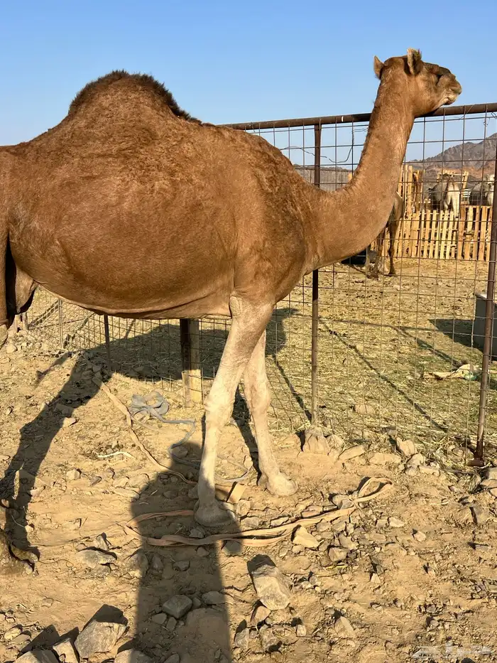 لقحات حمر ملاقيات من 6600 تم البيع 4