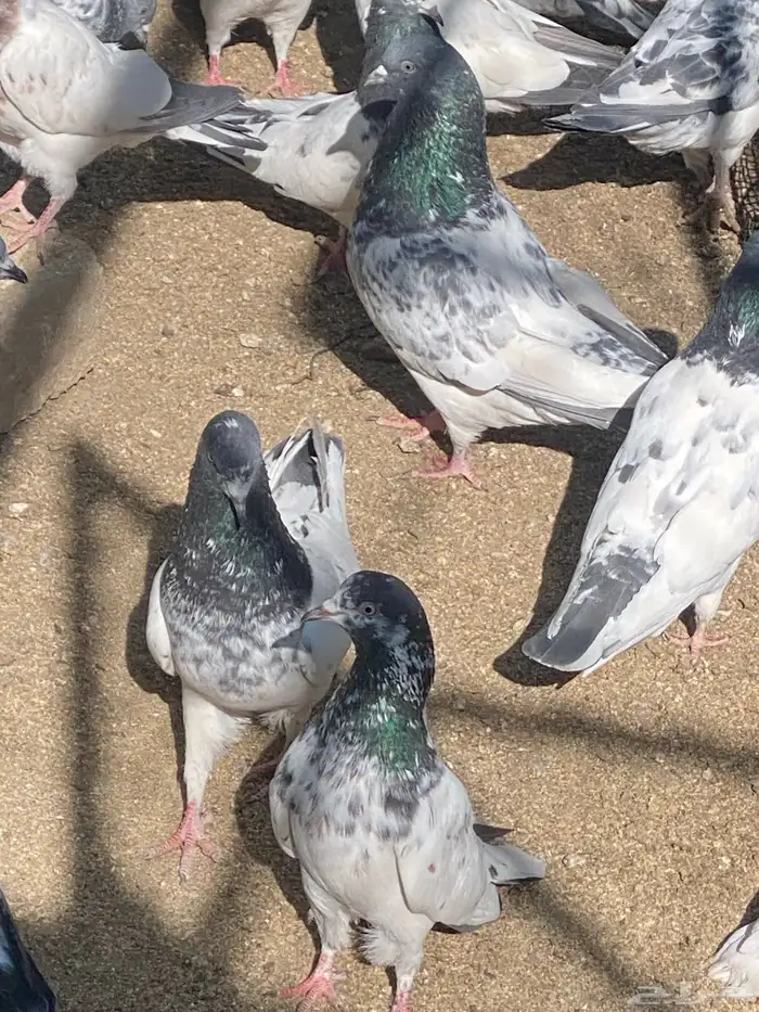 باكستاني للبيع العدد تقريب55 حبه 4