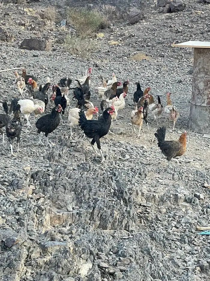 للبيع دجاج بلدي 1