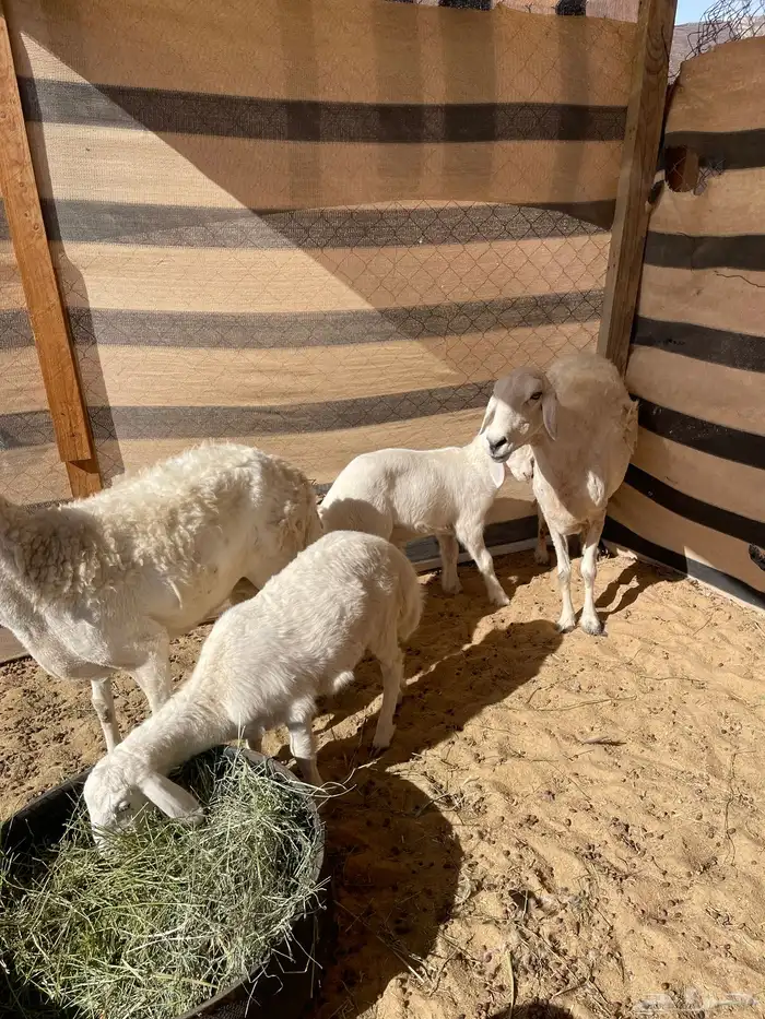 رغايث حريات 2