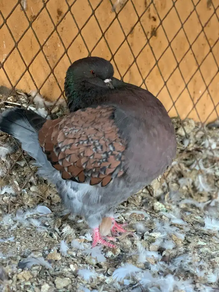 كنق مودينا باقي له ريشه بس 2