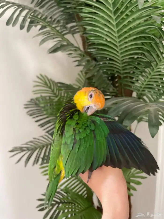 كايك وايت بيلي (تم البيع) 2