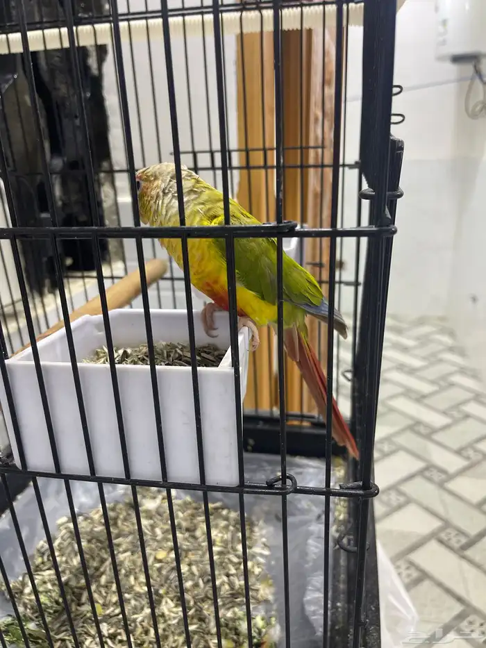 ببغاء كنيور اليف فيه بعض الكلام غير مفهوم 1