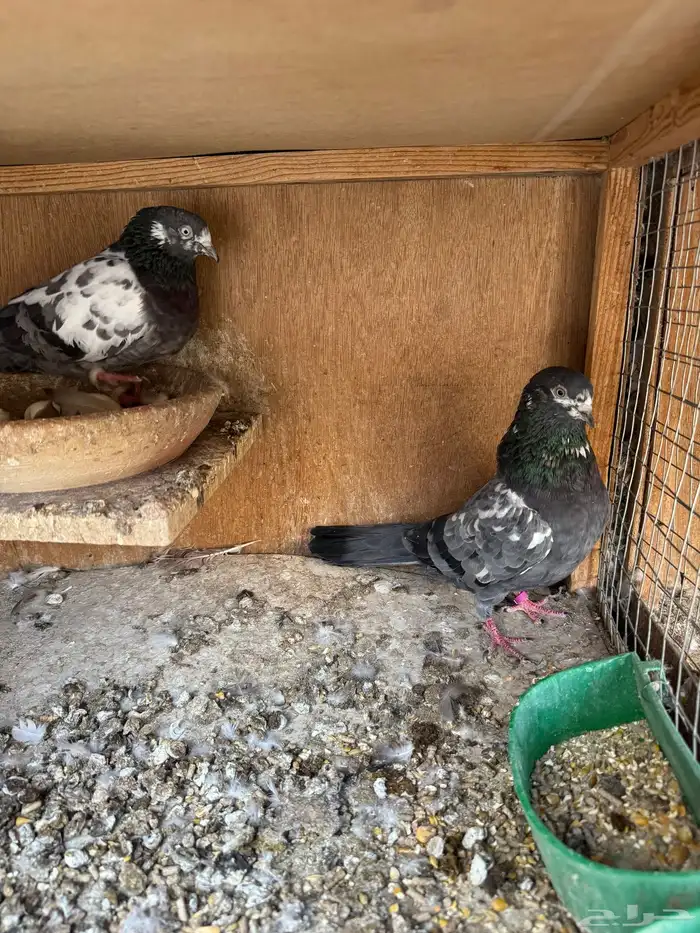 جوزين تيدي شينا 2