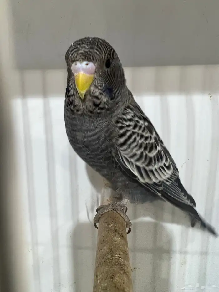 بلاك فيس سبلت هوقو 0