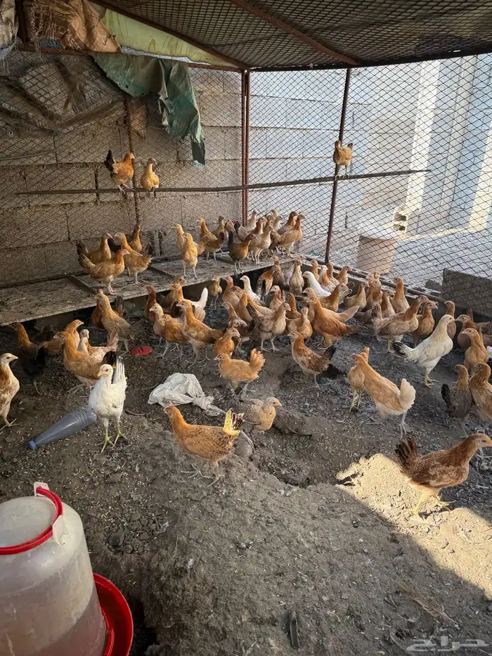 دجاج اناثي 0