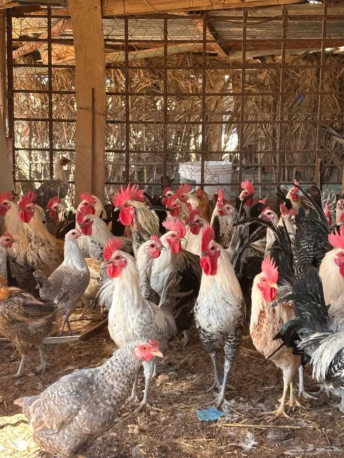 ديوك اعمار 7 شهور وفوق 1