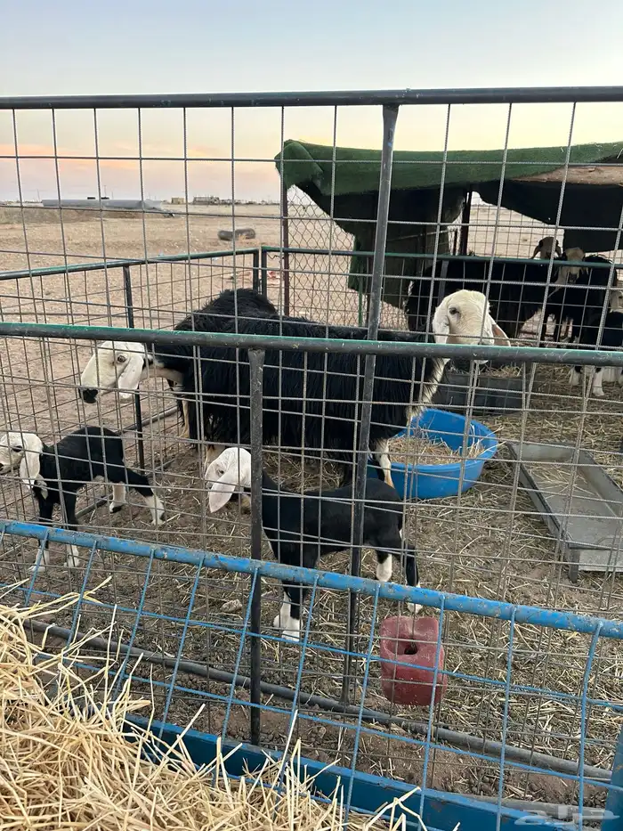 نجد مولده ودفيع 6