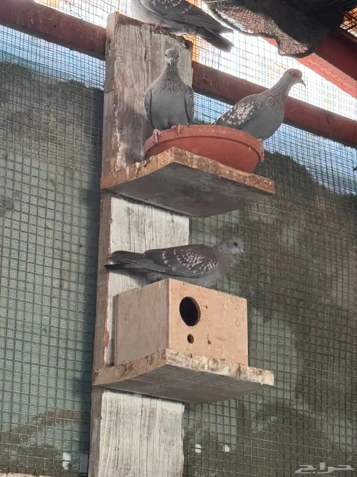 قمري افريقي مميز 3