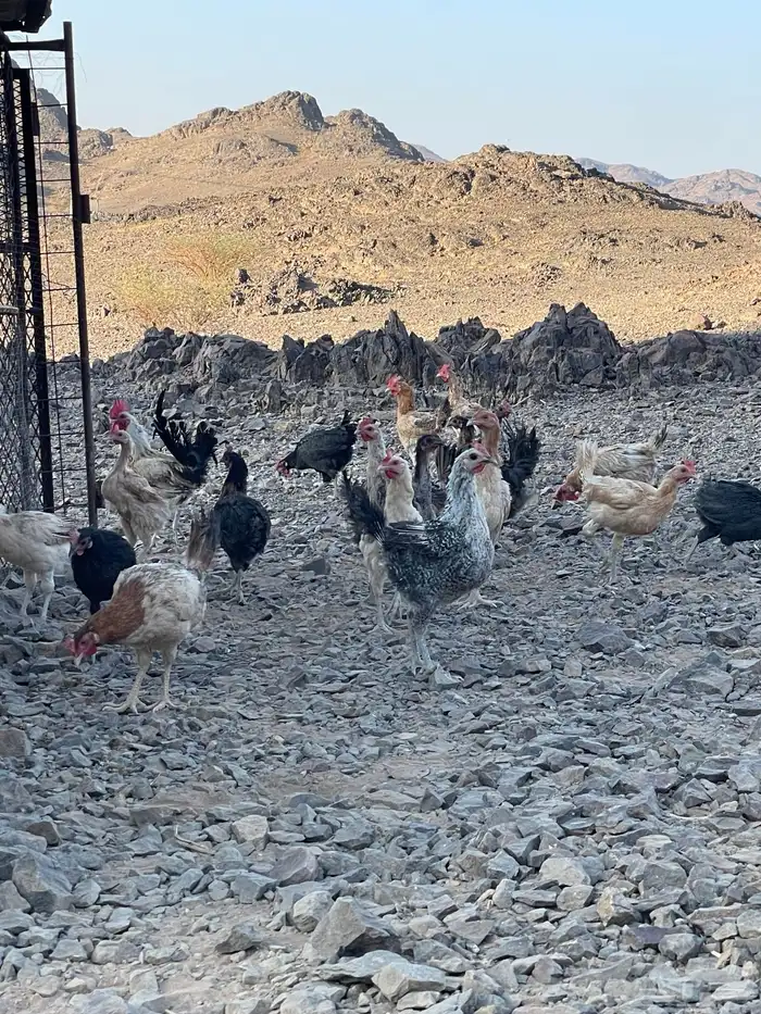 للبيع دجاج بلدي 2