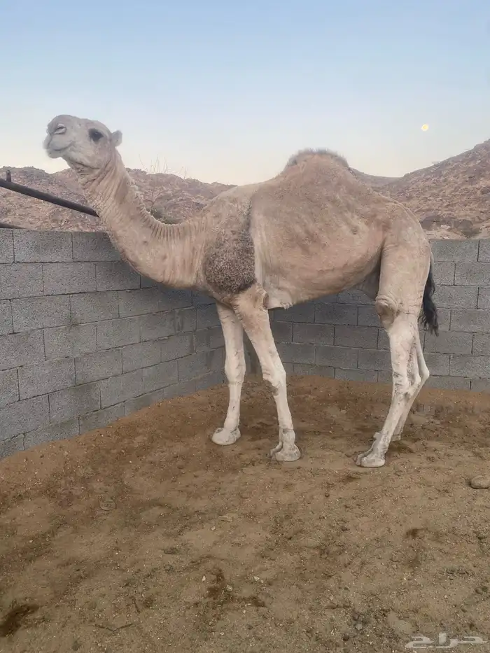 جمل للبيع 3