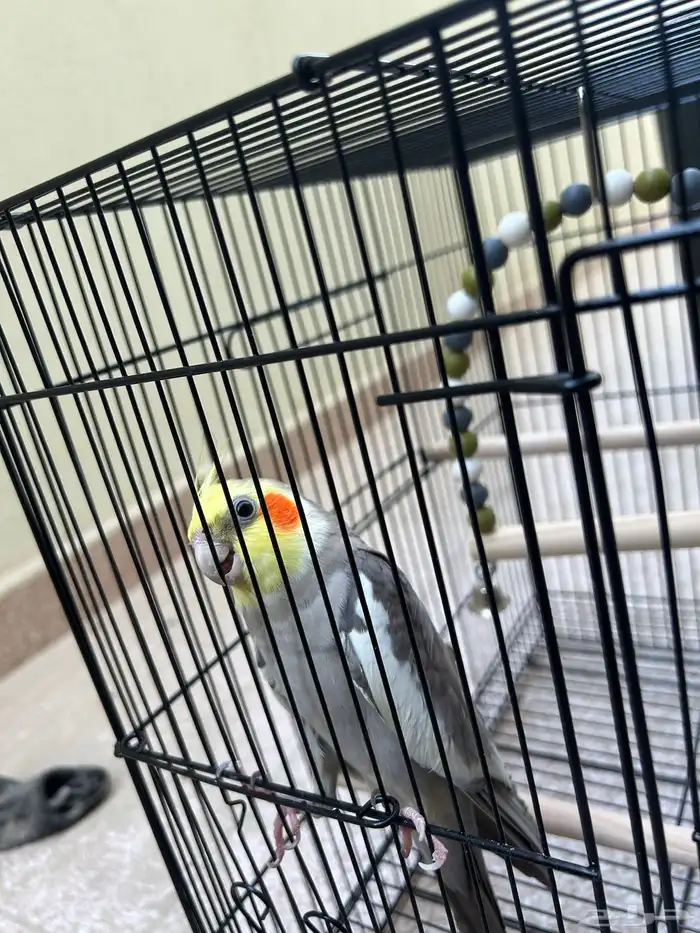 كروان كوكتيل اليف متكلم ( ذكر ) 2