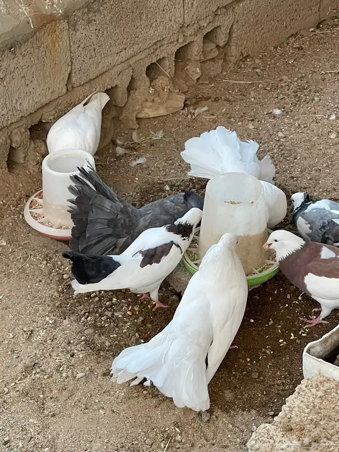 حمام رقاص وحمام هجين رقاص وايراني 9