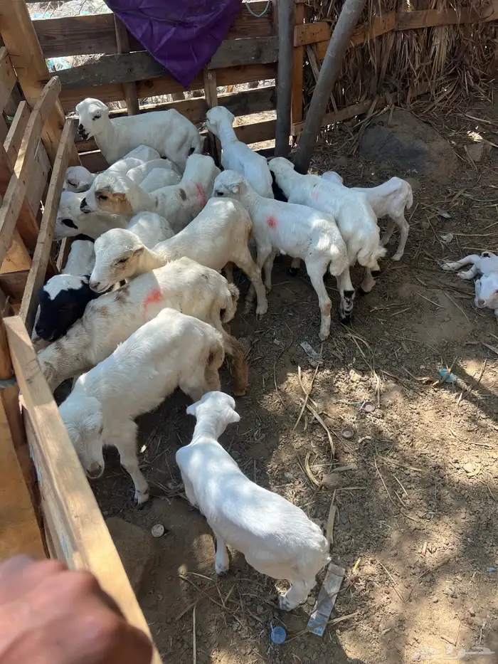 اعرض لكم ضان العدد 40 تحتها 20 وباقي الضان قرايب 4