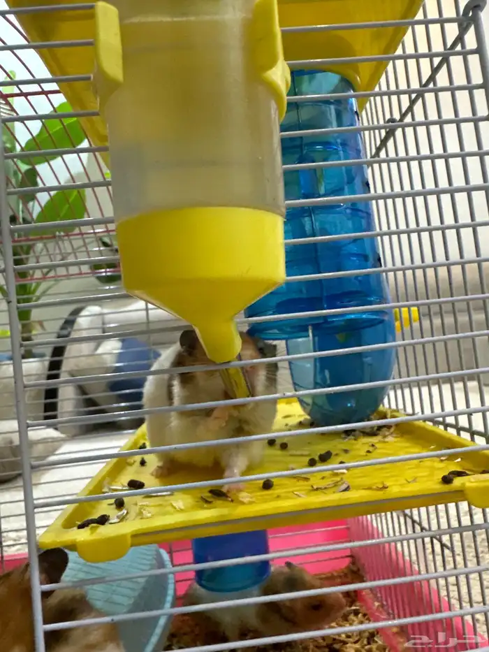 هامستر للبيع 5