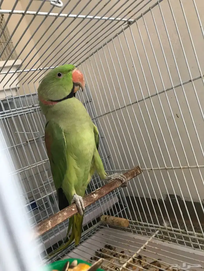 دره نيبالي( تم البيع) 1