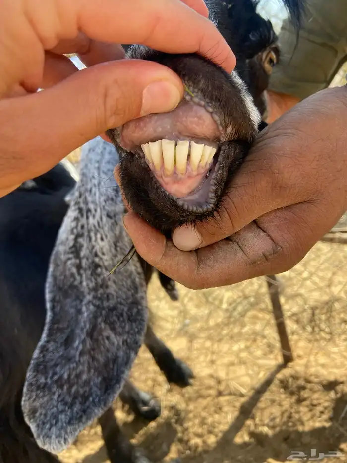 عنز متبع تحتها تيس عمره 4 شهور 1