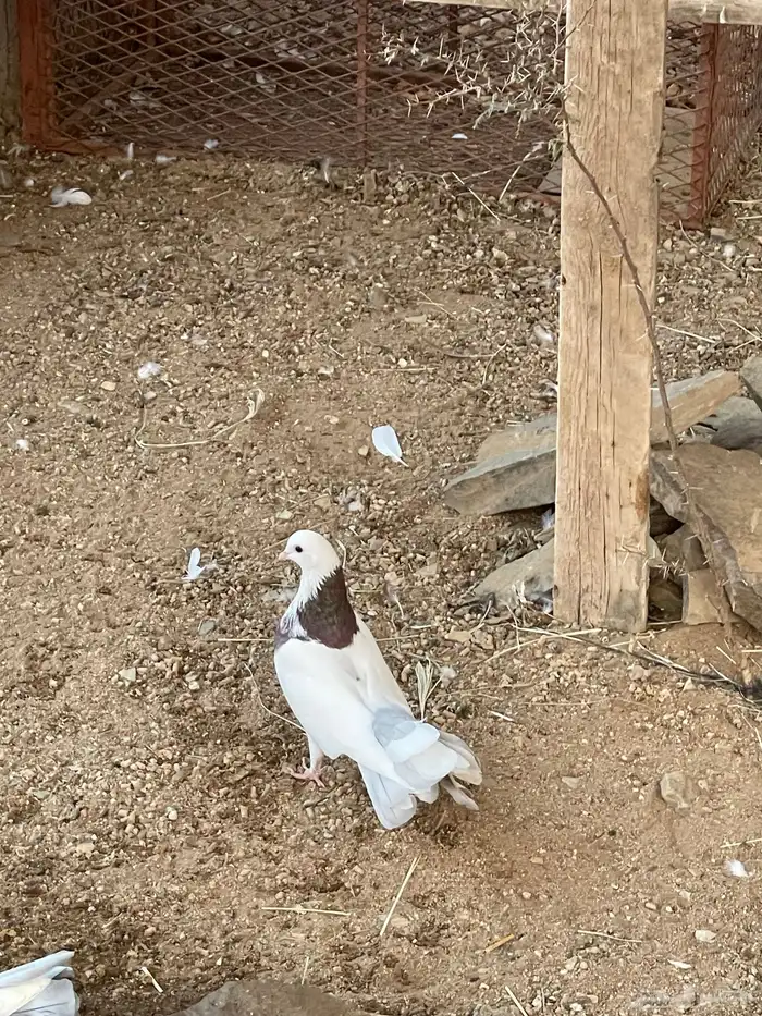 حمام رقاص وحمام هجين رقاص وايراني 12