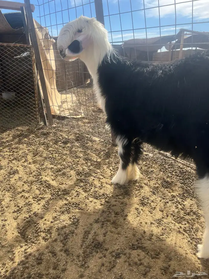 فحول نجد صنف الصنف ومميزه 20