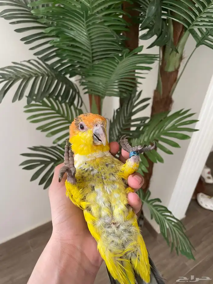 كايك وايت بيلي (تم البيع) 0