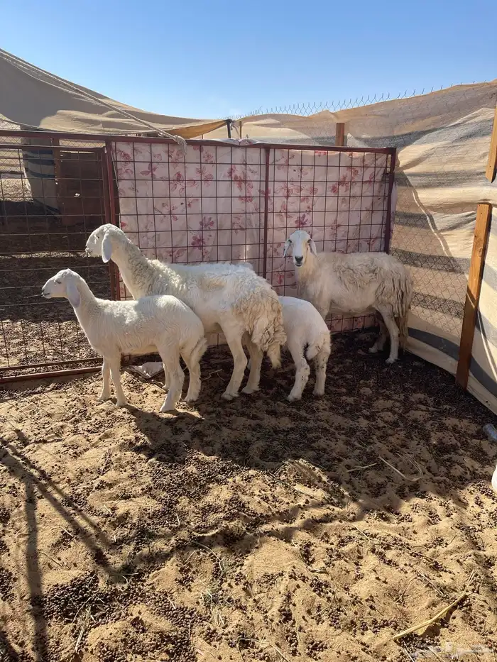 رغايث حريات 0