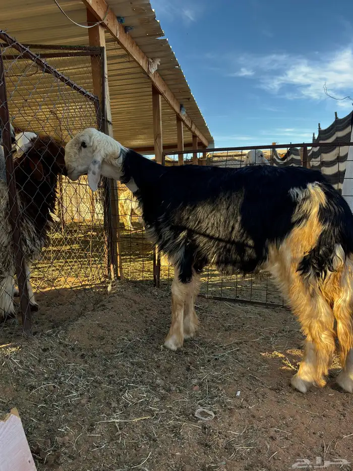 للبيع خروف نجدي 1