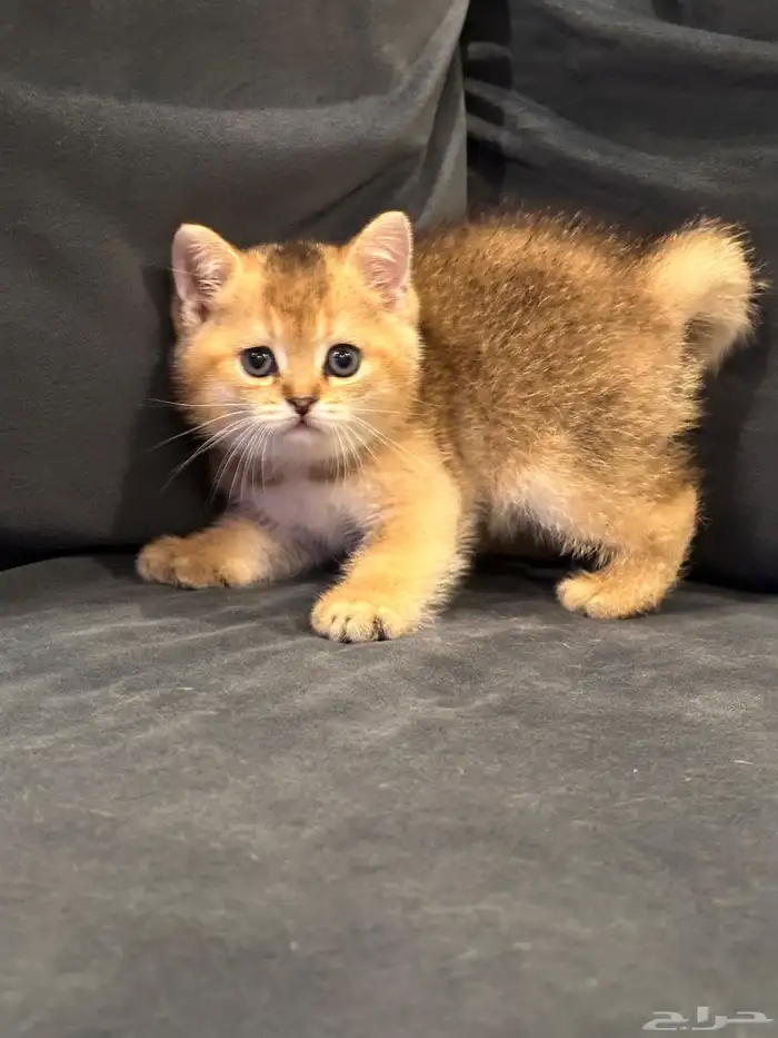 سكوتش ستريت قولد للبيع 3