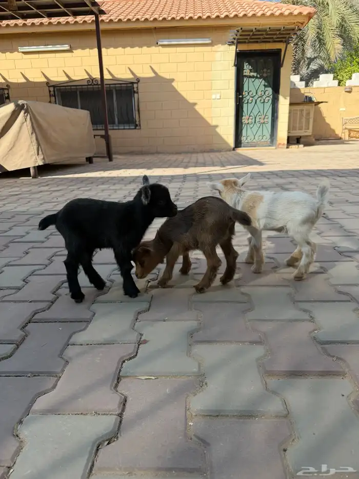 ماعز قزمي جفرة وتيسين 0