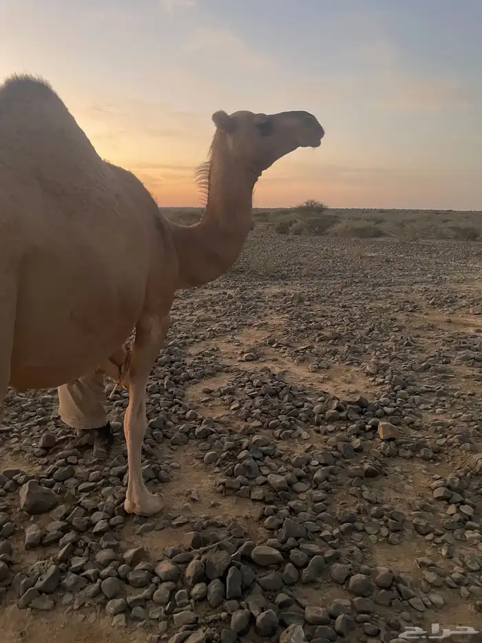 بكره حمرا ملاقي للبيع 0