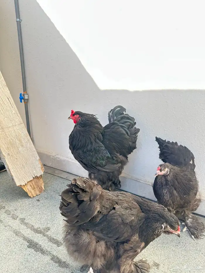 دجاج براهما 0