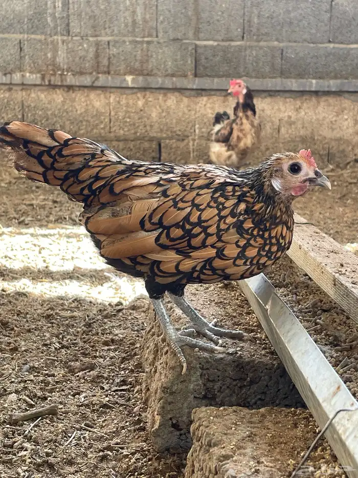 دجاجة سبرايت 1