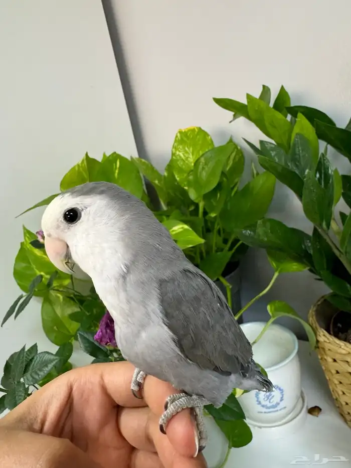 ببغاء روز اليف 2