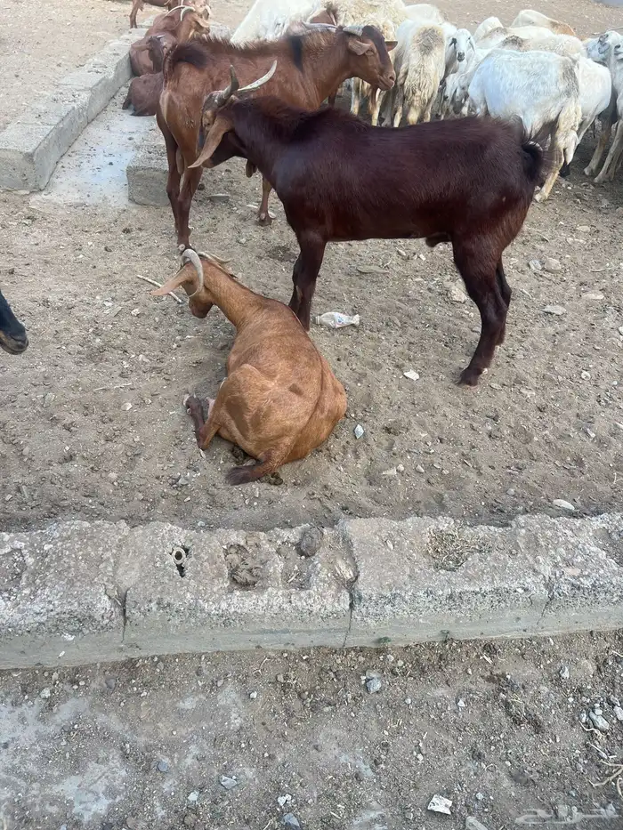 تيس فحل سن جذع 0