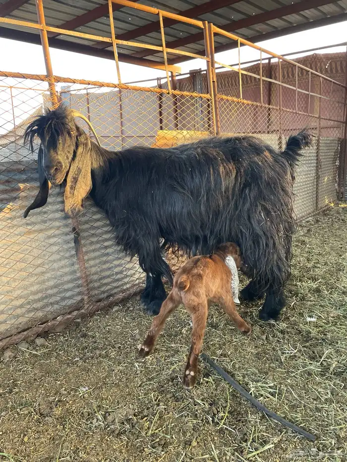 معزاء للبيع 3