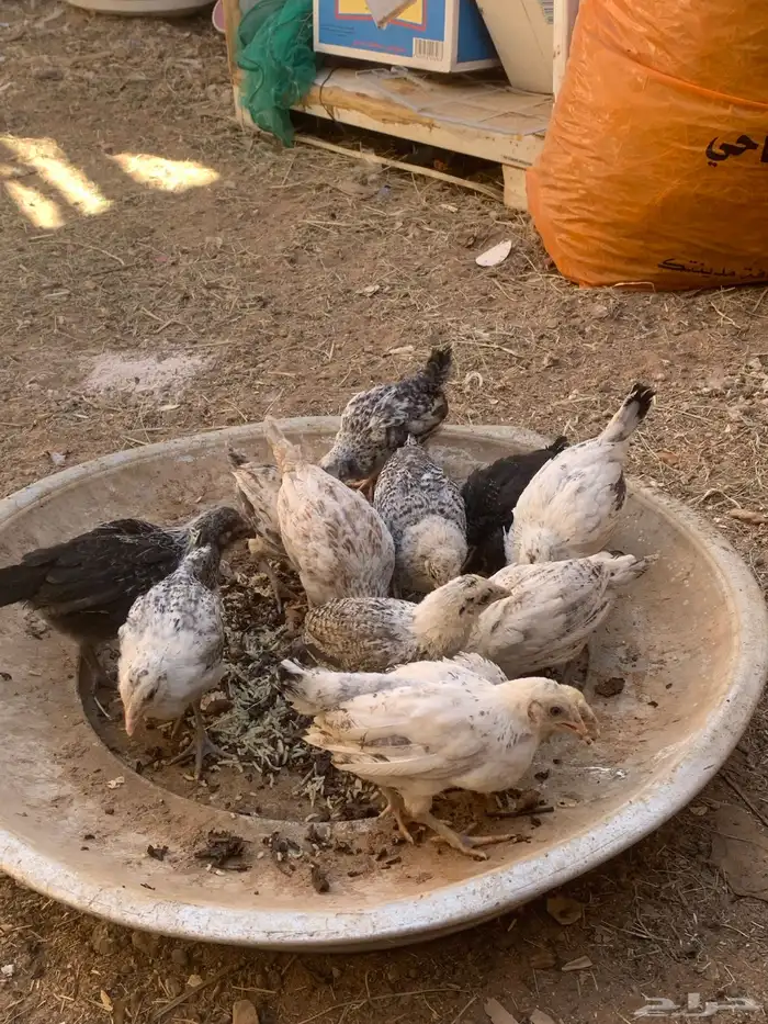 فروخ عمرهم شهرين واكثر شووي 1