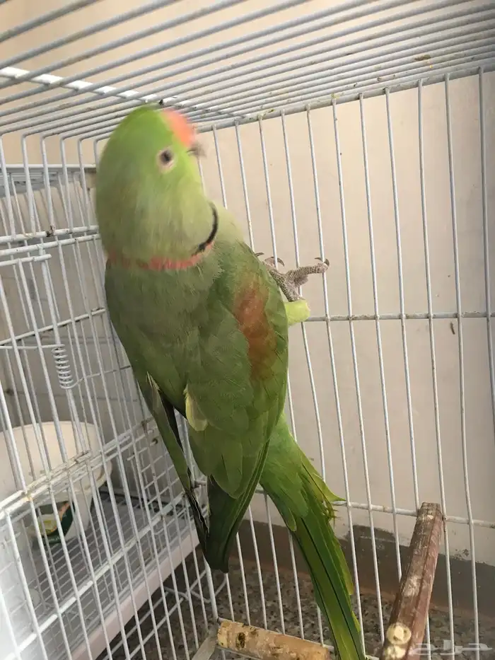 دره نيبالي( تم البيع) 0